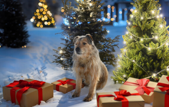 labry dog sitting in the snow among gift boxes and Christmas trees in a garden