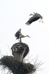 Storks fight for territory and residence in the nest, storks fight and bite for dominance over the nest.