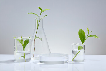 Fresh green tea leaves housed in laboratory beakers, transparent round podium for displaying...
