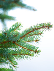 Fir branches close-up. Coniferous trees in the forest. Winter Christmas background. Christmas background, beautiful nature
