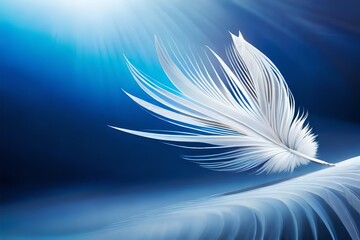 white feather on blue background