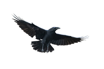 Birds flying raven isolated on white background Corvus corax. Halloween, silhouette of a large black bird in flight cut out on a white background for use in graphic arts - obrazy, fototapety, plakaty