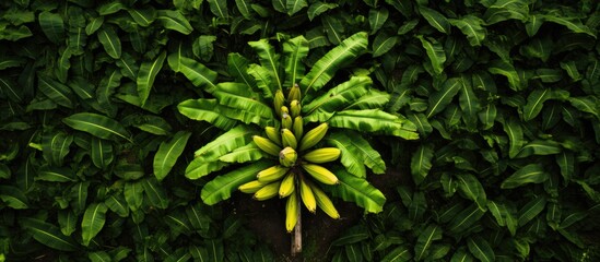 Birds eye view of a banana plantation - obrazy, fototapety, plakaty