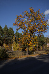 Fototapeta premium autumn forest with a beautiful big tree
