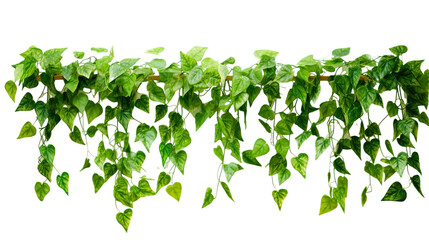 hanging green ivy plant realistic photo isolated White background PNG
