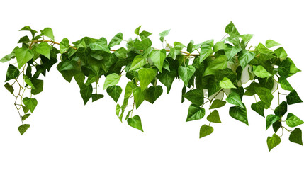 hanging green ivy plant realistic photo isolated White background PNG