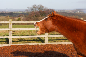 Laughing horse pony- head shot of chestnut pony appearing to be laughing, infact it is yawning .