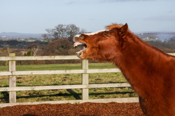 Laughing horse, head shot of chestnut pony with mouth open as if laughing  a very humorous shot taken outdoors in the English countryside.