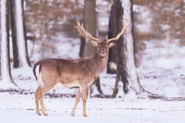 A majestic fallow deer standing on the winter forest. Dama dama. Wildlife scene with a deer. 