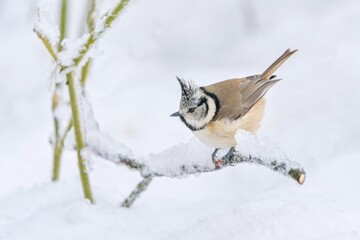 Winter scene with a cute crested tit. A titmouse with crest sitting on the tree stump. Lophophanes cristatus