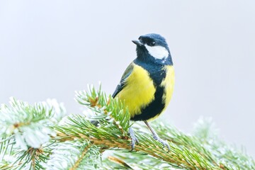 A great tit sitting on the spruce twig. Parus major. 