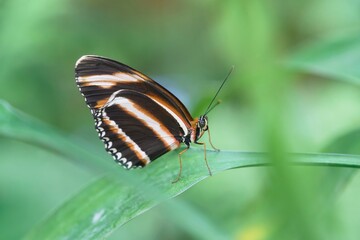 Close up of a Dryadula phaetusa butterfly, known as the banded orange heliconian, banded orange, or orange tiger. Selective focus, shallow depth of field.