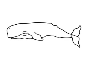 Simple line drawing of a sperm whale. Black outline of sea giant on white background. Vector illustration drawn by hand.