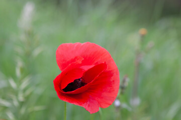 Red flower in a meadow