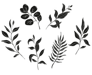 Palm and eucalyptus leaves silhouette, hand drawn vector illustration set, isolate on white background