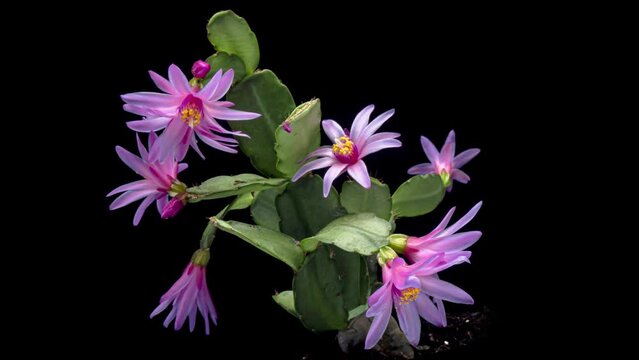 Time lapse of blooming pink Christmas cactus Schlumbergera isolated on black background, close up