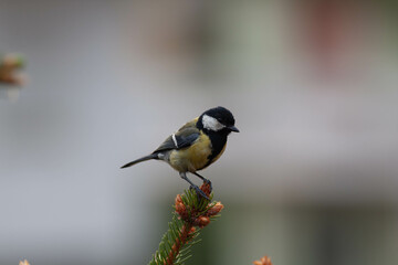 Little bird