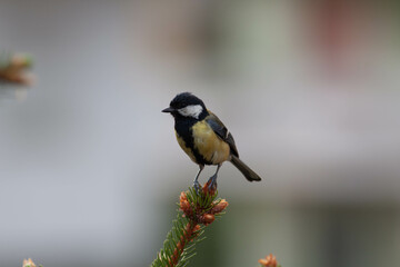 Fototapeta premium Little bird