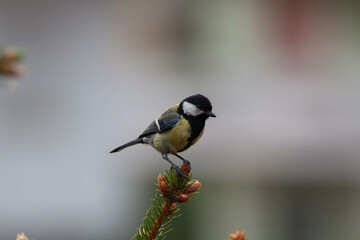 Little bird