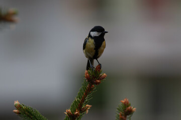 Little bird