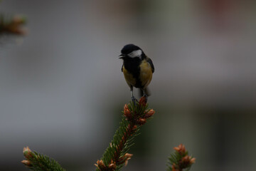 Little bird