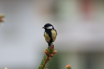 Little bird