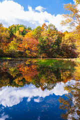 Fototapeta premium 色鮮やかな紅葉が映るちどり池