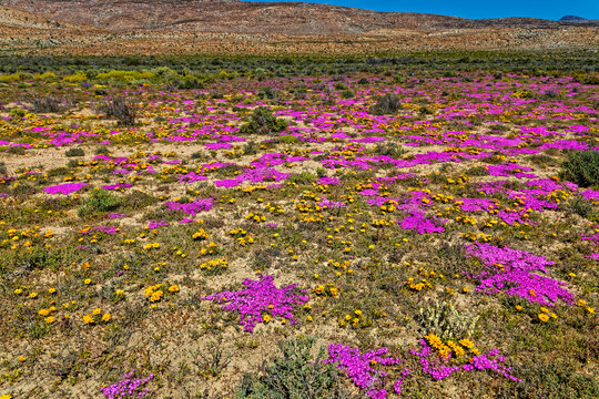 Landscape of purple and yellow flowers in the Little Karoo near the Langeberg mountains in the Western Cape, South Africa