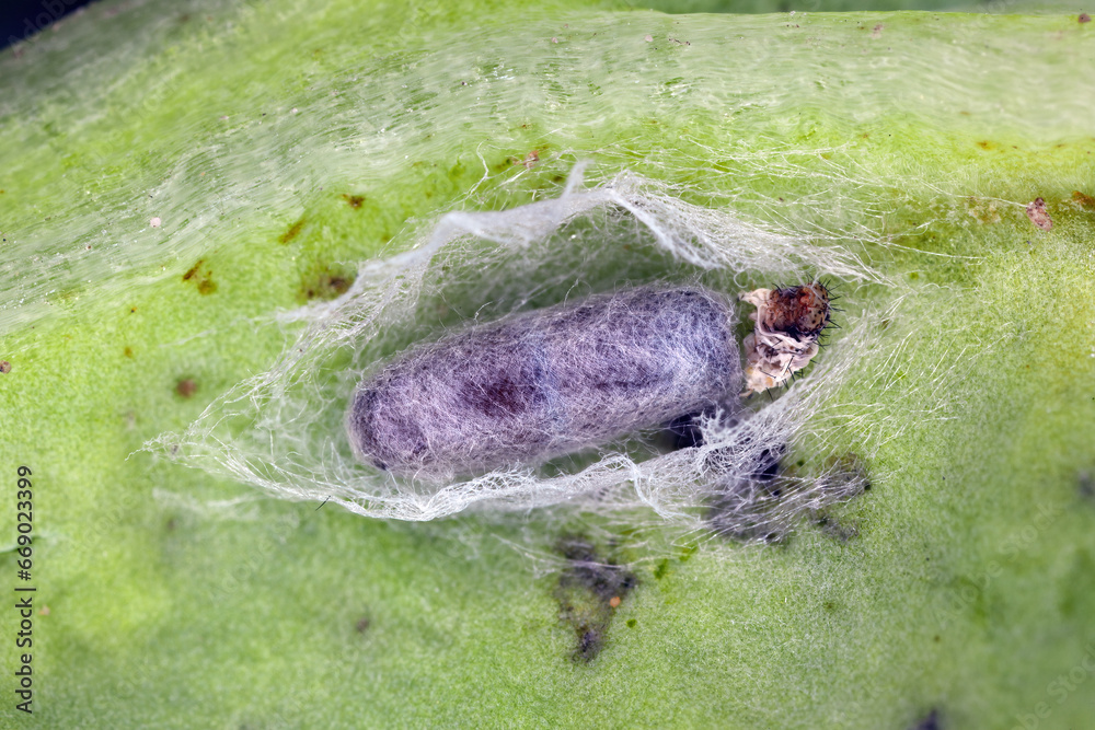 Wall mural Parasitoid wasp cocoon on rapeseed leaf. Parasitoid killed the caterpillar of diamondback moth (Plutella xylostella).