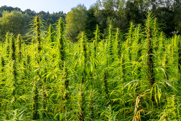 Champ de chanvre textile Bio à maturité en Seine-Maritime