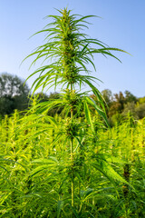 Obraz premium Champ de chanvre textile Bio à maturité en Seine-Maritime