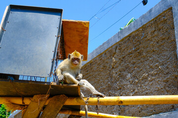 Animal Photography. A monkey bound by an iron chain is walking on a yellow bamboo. Animal abuse,...