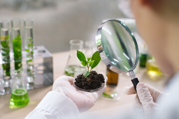 Scientist in biology laboratory using magnifying glass to examining, learning or analyzing focus at plant, botanical, herbal or flower to develop and exploration of medical and biochemistry discovery.