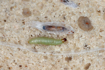Caterpillar of Indian mealmoth or Indianmeal moth (latin name Plodia interpunctella) of Pyralidae family. Common pest of stored products, food product.