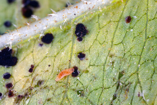 The larva of small flies gall midges or gall gnats (Cecidomyiidae) eating the spores of rust of sunflower. A fungal disease of sunflowers caused by Puccinia helianthi.