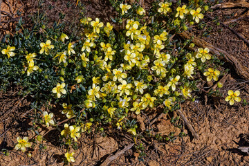 Yellow flowers on palatable Roepera debile bush that is endemic to the Eastern Little Karoo in the Western Cape, South Africa