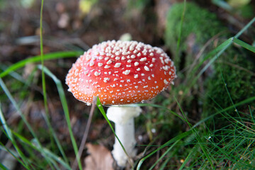 toxic and poisonous mud, the scientific name is amanita muscaria, it has many popular names including that of white snow, life-threatening, poison,