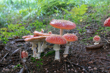 toxic and poisonous mud, the scientific name is amanita muscaria, it has many popular names including that of white snow, life-threatening, poison,