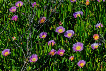Spreading succulent ice plant with bright purple and yellow flowers in the Langkloof Valley in the Little Karoo, Western Cape, South Africa