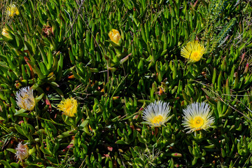 Spreading shrub with white and Yellow succulent ice plant flowers in the Langkloof Valley in the...