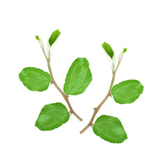Illustration of bidara tree leaves