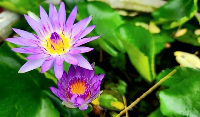 The purple lotus flower blooming in the pond is incredibly stunning and mesmerizing, creating a picturesque scene.