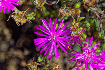 Purple flowers with white stamen on Ruschia ice plant that is endemic to the Little Karoo in the...