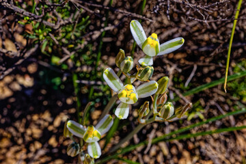 Yellow, green and white Hibiscus Albuca longpipes flowers that grows in winter in the Little Karoo in the Western Cape, South Africa