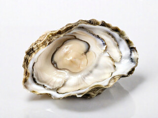 oyster on white background