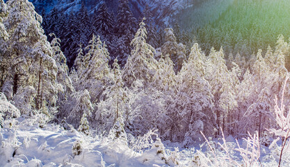 The sun rises over the snow-capped mountains, coloring the trees in the forest