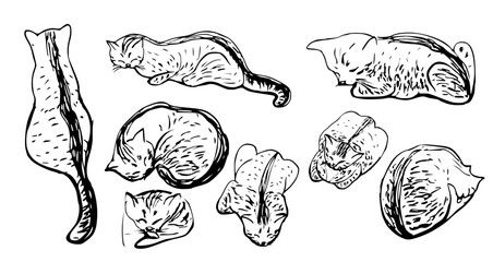 set of ink drawings of cat