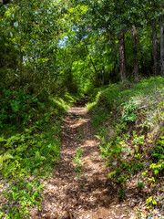 Mountain trail with sunlight streaming through trees (Sano, Tochigi, Japan)