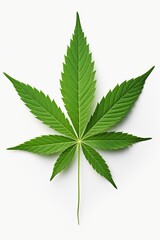Marijuana, cannabis leaf isolated on white background. Ai generative