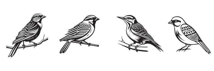 hand drawn sparrow of a bird